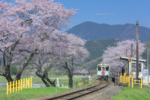 桜咲く木知原駅と電車
(c)NOBUAKI SUMIDA/SEBUN PHOTO