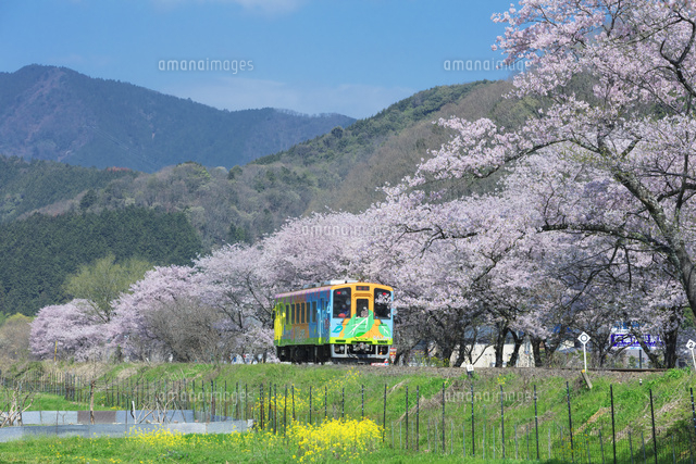 桜並木と電車
(c)NOBUAKI SUMIDA/SEBUN PHOTO