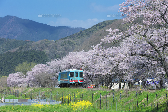 桜並木と電車
(c)NOBUAKI SUMIDA/SEBUN PHOTO