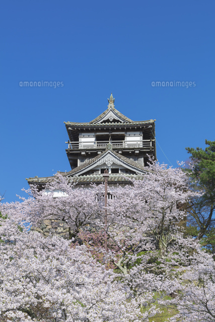 桜咲く丸岡城
(c)NOBUAKI SUMIDA/SEBUN PHOTO