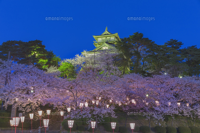 夜桜の丸岡城
(c)NOBUAKI SUMIDA/SEBUN PHOTO