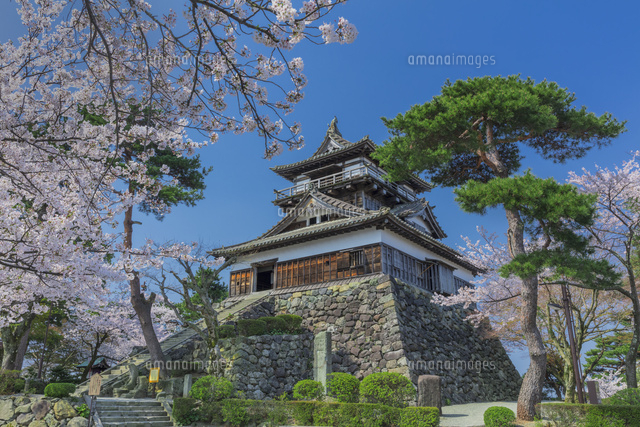 桜咲く丸岡城
(c)NOBUAKI SUMIDA/SEBUN PHOTO