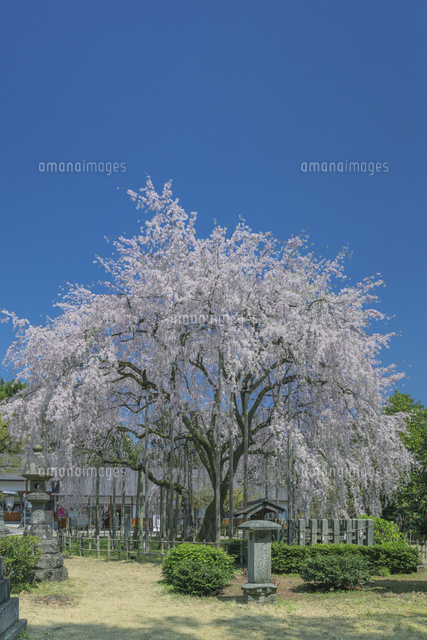 足羽神社のしだれ桜
(c)NOBUAKI SUMIDA/SEBUN PHOTO