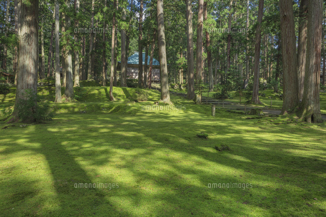 苔の平泉寺白山神社
(c)NOBUAKI SUMIDA/SEBUN PHOTO