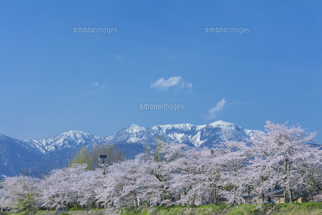 勝山弁天桜と大日ケ岳
(c)NOBUAKI SUMIDA/SEBUN PHOTO