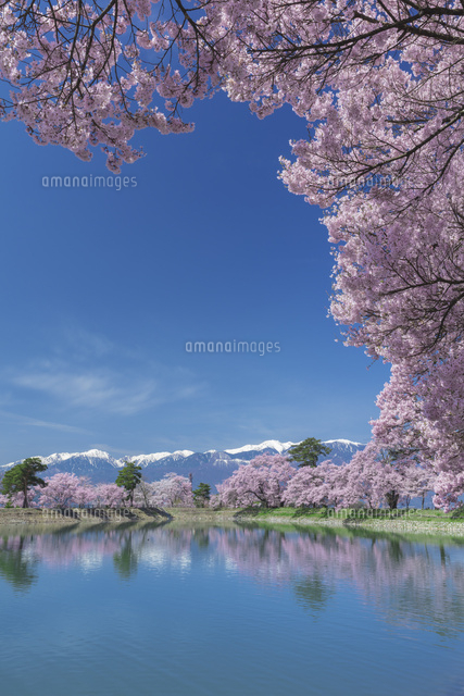 六道の堤の桜
(c)NOBUAKI SUMIDA/SEBUN PHOTO