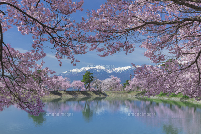 六道の堤の桜
(c)NOBUAKI SUMIDA/SEBUN PHOTO