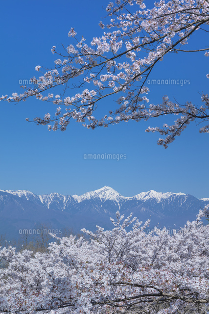 桜と北アルプス
(c)NOBUAKI SUMIDA/SEBUN PHOTO