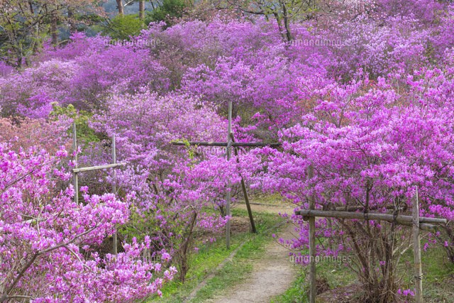 天白公園のミツバツツジ
(c)NOBUAKI SUMIDA/SEBUN PHOTO