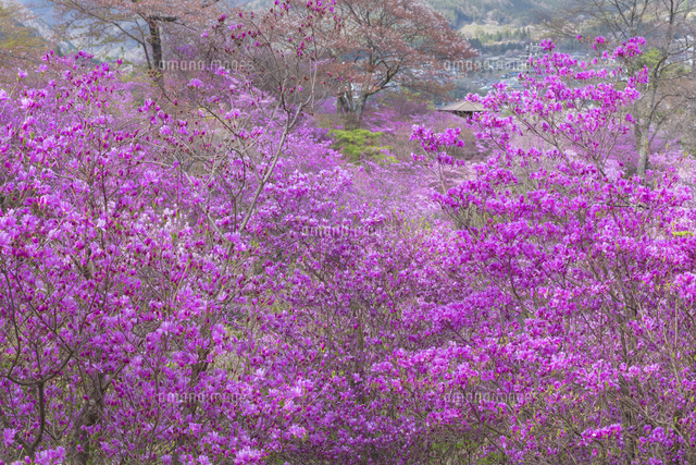 天白公園のミツバツツジ
(c)NOBUAKI SUMIDA/SEBUN PHOTO
