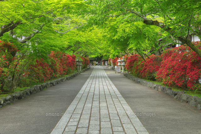 石山寺参道のツツジ
(c)NOBUAKI SUMIDA/SEBUN PHOTO