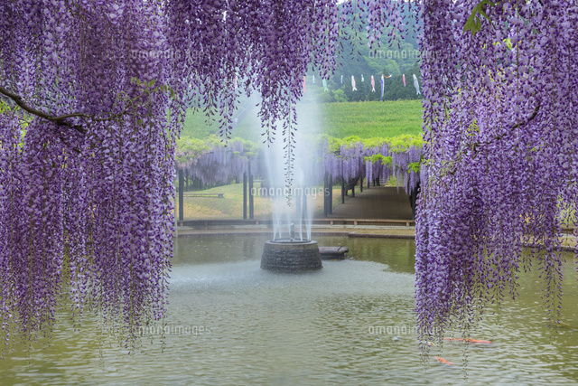 白井大町藤公園
(c)NOBUAKI SUMIDA/SEBUN PHOTO
