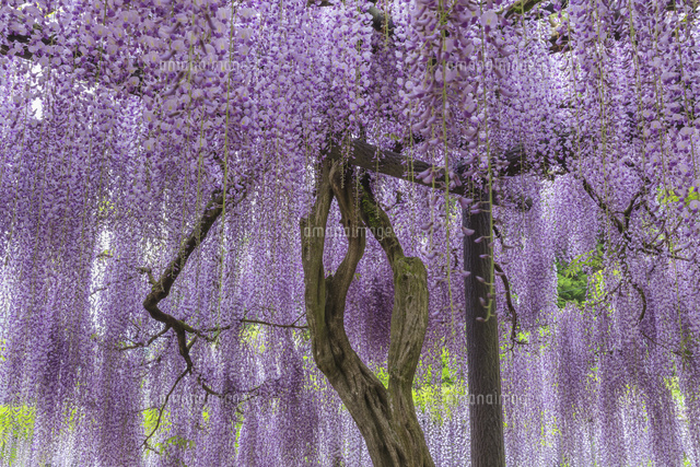 白井大町藤公園
(c)NOBUAKI SUMIDA/SEBUN PHOTO