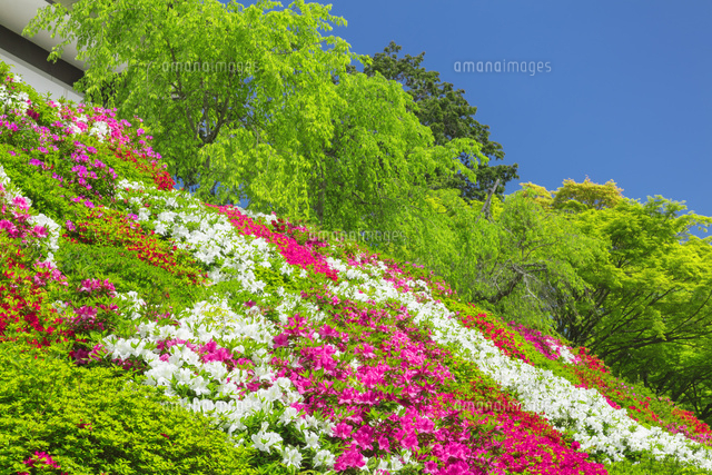石山寺のツツジ
(c)NOBUAKI SUMIDA/SEBUN PHOTO