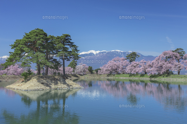 六道の堤の桜
(c)NOBUAKI SUMIDA/SEBUN PHOTO