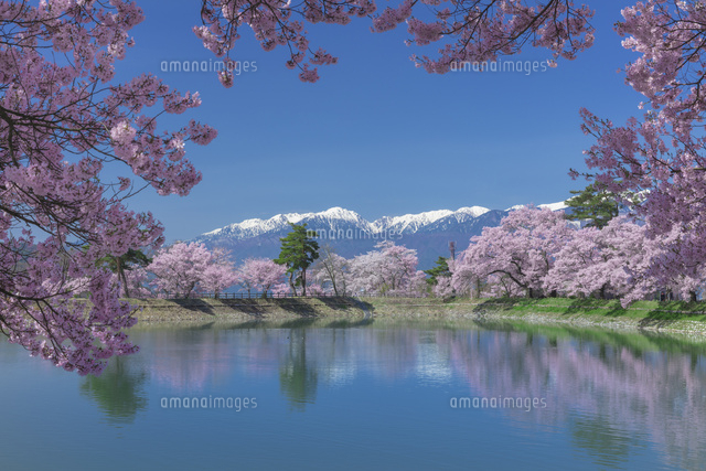 六道の堤の桜
(c)NOBUAKI SUMIDA/SEBUN PHOTO