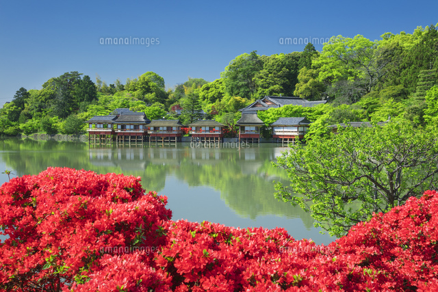 長岡天満宮のツツジ
(c)NOBUAKI SUMIDA/SEBUN PHOTO