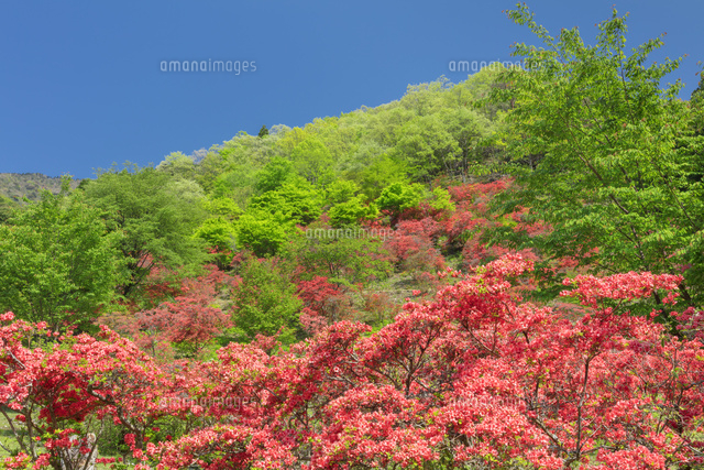 つつじの里荒滝
(c)NOBUAKI SUMIDA/SEBUN PHOTO