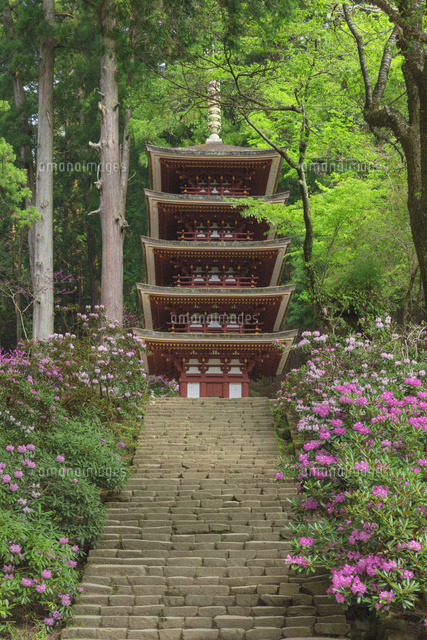シャクナゲ咲く室生寺
(c)NOBUAKI SUMIDA/SEBUN PHOTO
