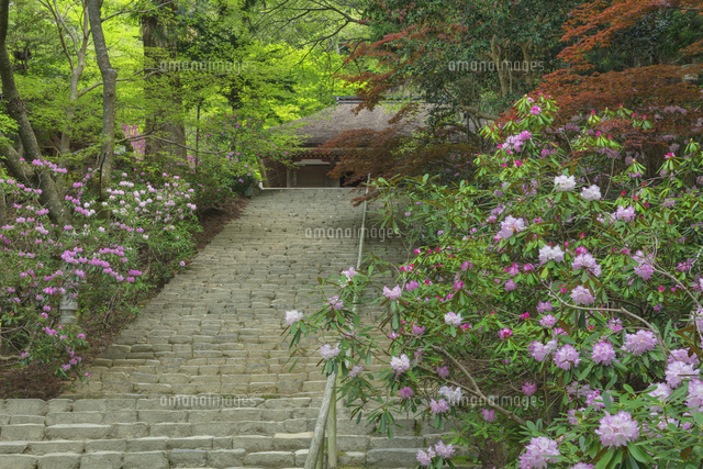 シャクナゲ咲く室生寺
(c)NOBUAKI SUMIDA/SEBUN PHOTO