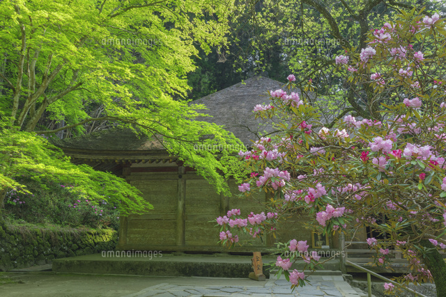 シャクナゲ咲く室生寺
(c)NOBUAKI SUMIDA/SEBUN PHOTO