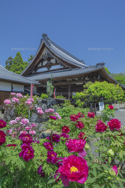 ボタン咲く総持寺
(c)NOBUAKI SUMIDA/SEBUN PHOTO