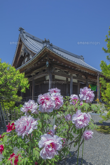 ボタン咲く総持寺
(c)NOBUAKI SUMIDA/SEBUN PHOTO