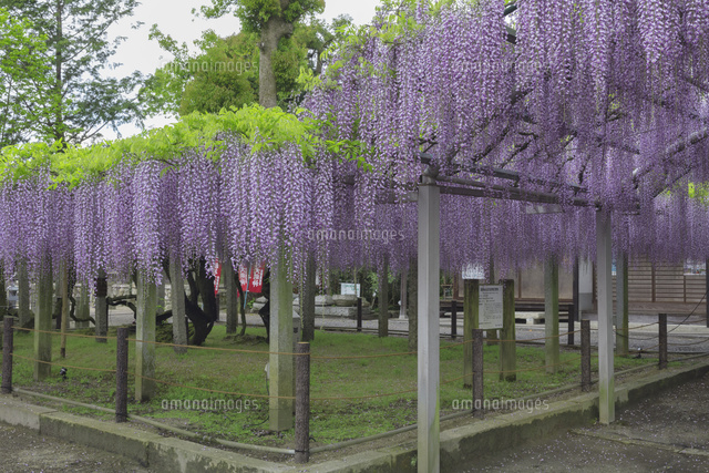 三大神社の砂擦りの藤
(c)NOBUAKI SUMIDA/SEBUN PHOTO
