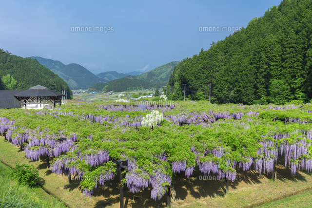 白井大町藤公園
(c)NOBUAKI SUMIDA/SEBUN PHOTO