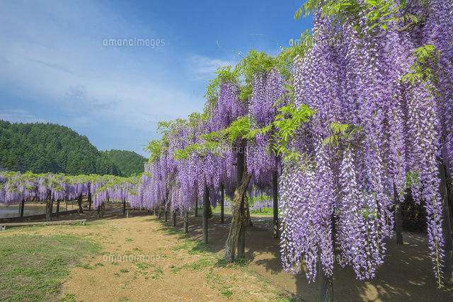 白井大町藤公園
(c)NOBUAKI SUMIDA/SEBUN PHOTO