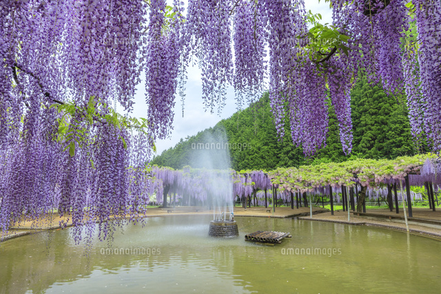 白井大町藤公園
(c)NOBUAKI SUMIDA/SEBUN PHOTO