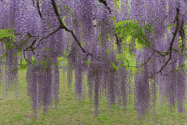 白井大町藤公園
(c)NOBUAKI SUMIDA/SEBUN PHOTO