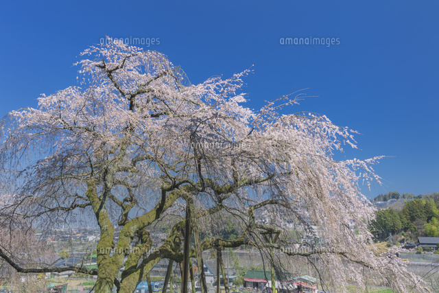 奥山田のしだれ桜
(c)NOBUAKI SUMIDA/SEBUN PHOTO
