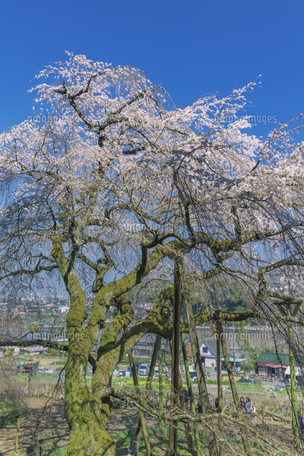 奥山田のしだれ桜
(c)NOBUAKI SUMIDA/SEBUN PHOTO