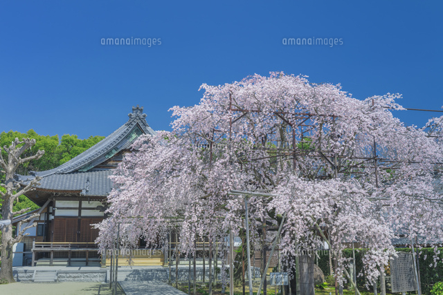 行福寺のしだれ桜
(c)NOBUAKI SUMIDA/SEBUN PHOTO