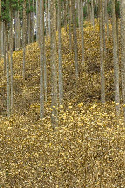 ミツマタ群生地
(c)NOBUAKI SUMIDA/SEBUN PHOTO