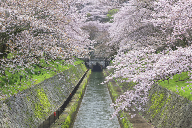 琵琶湖疎水の桜並木
(c)NOBUAKI SUMIDA/SEBUN PHOTO
