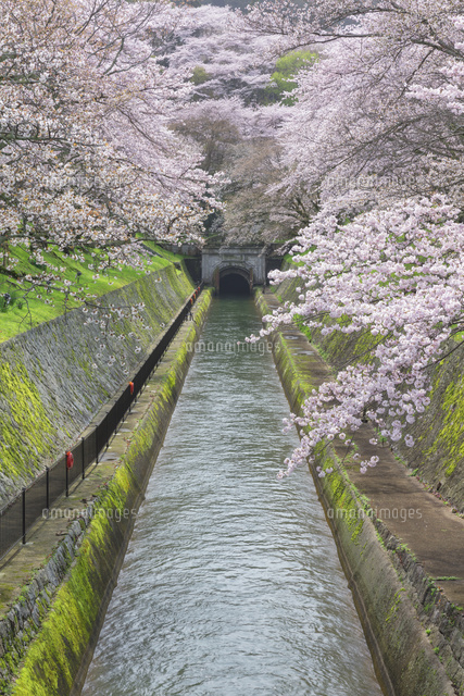 琵琶湖疎水の桜並木
(c)NOBUAKI SUMIDA/SEBUN PHOTO