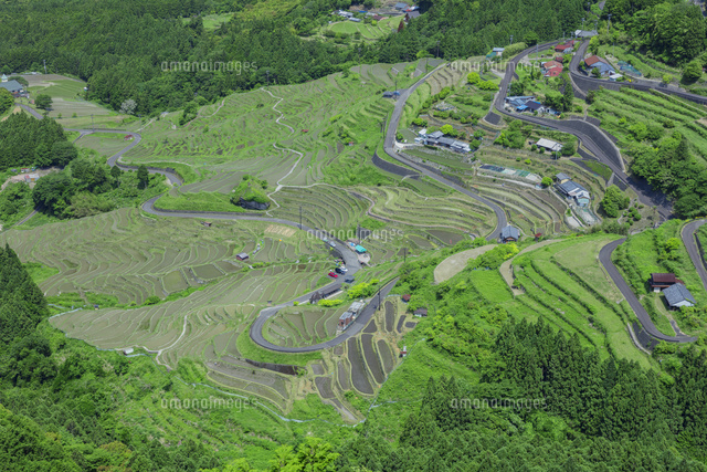初夏の丸山千枚田
(c)NOBUAKI SUMIDA/SEBUN PHOTO