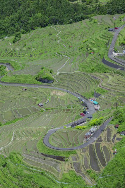 初夏の丸山千枚田
(c)NOBUAKI SUMIDA/SEBUN PHOTO