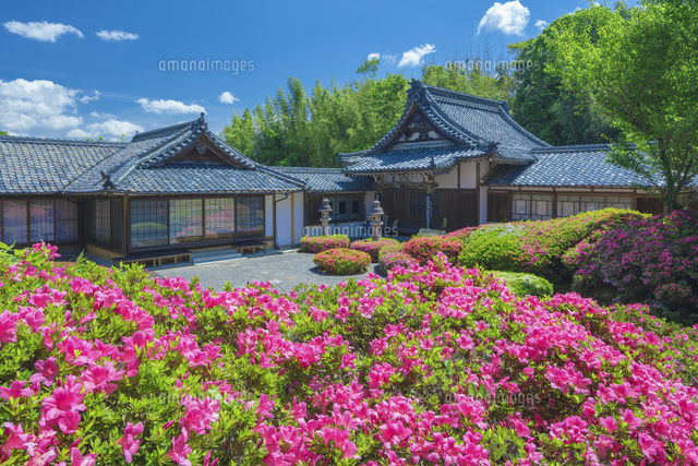 サツキ咲く雲迎寺(うんこうじ)
(c)NOBUAKI SUMIDA/SEBUN PHOTO