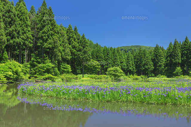 平池カキツバタ群生地
(c)NOBUAKI SUMIDA/SEBUN PHOTO