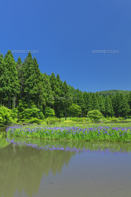 平沼のカキツバタ群生地
(c)NOBUAKI SUMIDA/SEBUN PHOTO