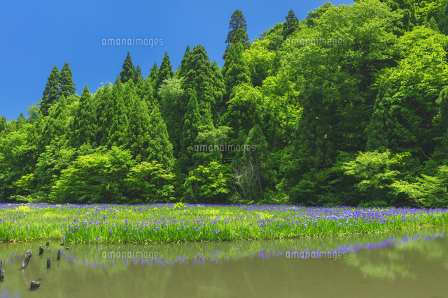 平池カキツバタ群生地
(c)NOBUAKI SUMIDA/SEBUN PHOTO