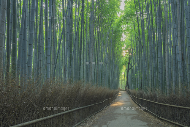 嵯峨野竹林の道
(c)NOBUAKI SUMIDA/SEBUN PHOTO