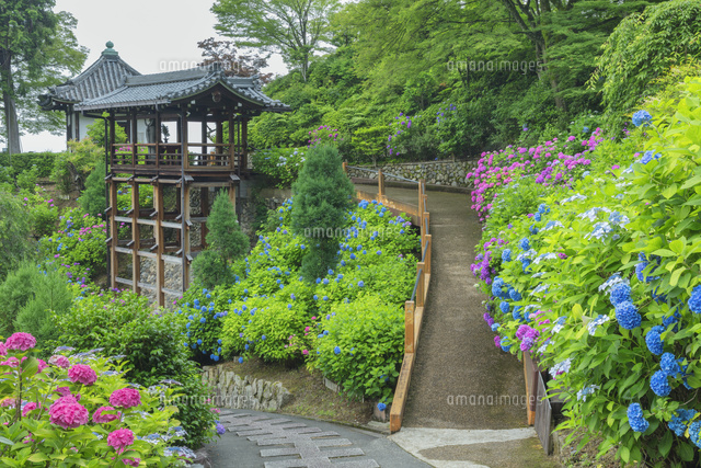 アジサイ咲く善峯寺
(c)NOBUAKI SUMIDA/SEBUN PHOTO