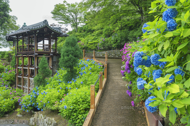 アジサイ咲く善峯寺
(c)NOBUAKI SUMIDA/SEBUN PHOTO