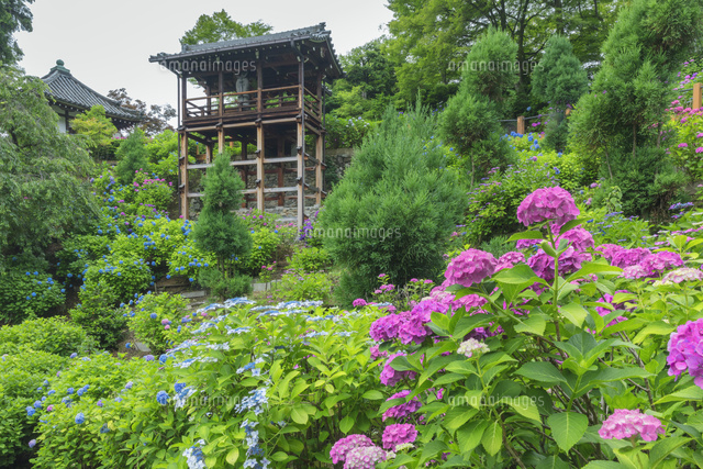 アジサイ咲く善峯寺
(c)NOBUAKI SUMIDA/SEBUN PHOTO