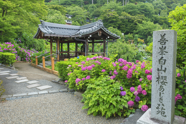 アジサイ咲く善峯寺
(c)NOBUAKI SUMIDA/SEBUN PHOTO