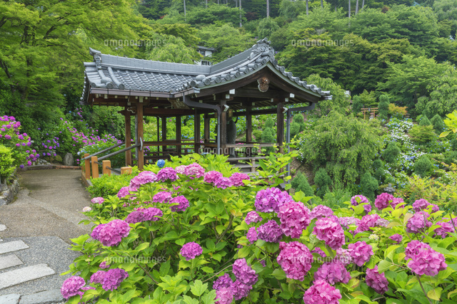 アジサイ咲く善峯寺
(c)NOBUAKI SUMIDA/SEBUN PHOTO